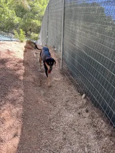 Adopt Axileas