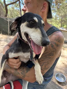 Adoptie hond Katia