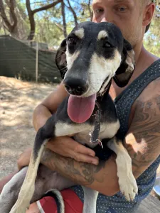 Adoptie hond Katia