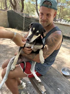 Adoptie hond Katia
