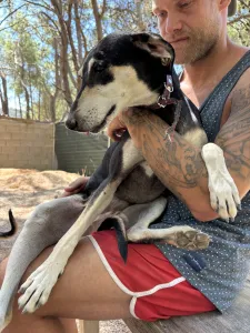 Adoptie hond Katia