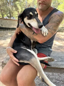 Adoptie hond Katia