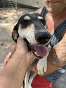 Adoptie hond Katia