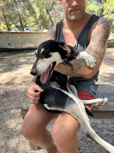 Adoptie hond Katia