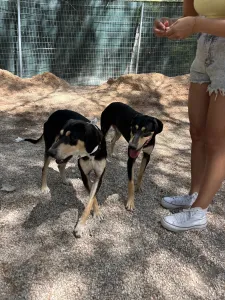 Adopt Odiseas