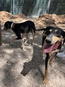 Adopt Axileas