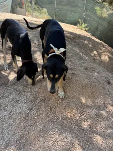 Adoptie hond Katia