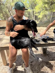 Adopt Simba