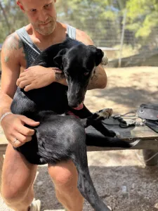 Adopt Simba