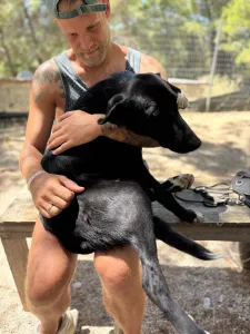 Adopt Simba