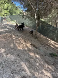 Adopt Panormitis
