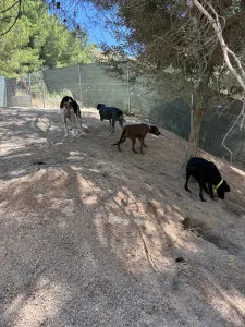 Adopt Panormitis