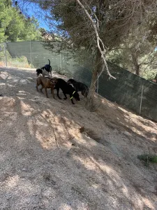 Adopt Tsampikos