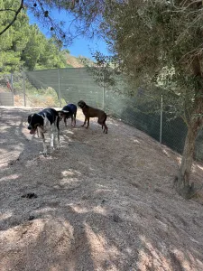 Adopt Tsampikos