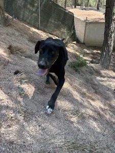Adopt Panormitis
