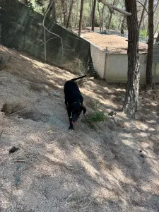 Adopt Panormitis