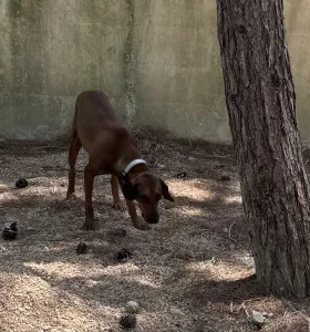 Adopt Mika