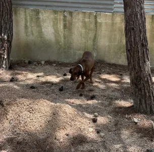 Adopt Mika