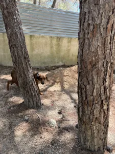 Adopt Mika