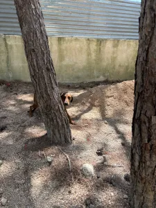Adopt Mika