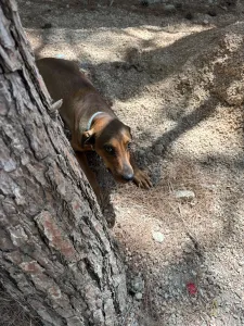 Adopt Mika