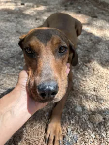 Adopt Mika
