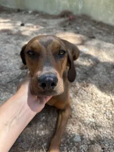 Adoption profile for Mika