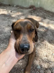 Adopt Mika