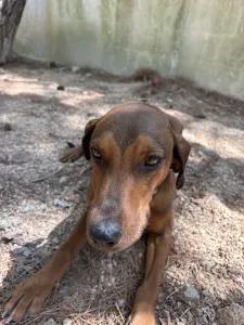 Adopt Mika