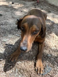 Adopt Mika