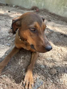 Adopt Mika