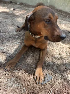 Adopt Mika