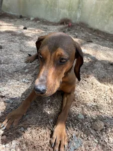 Adopt Mika