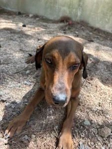 Adopt Mika