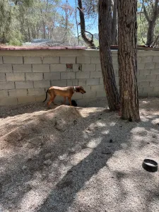 Adopt Mika