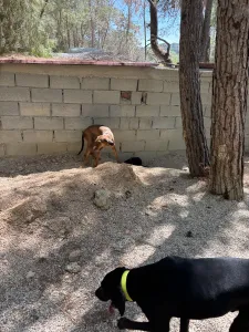 Adopt Mika