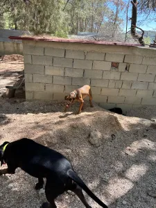 Adopt Mika