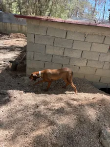 Adopt Mika