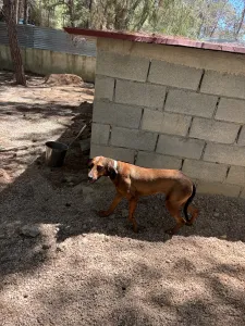 Adopt Mika