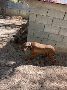Adopt Mika