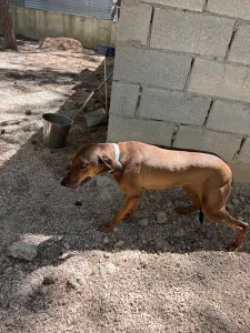 Adopt Mika