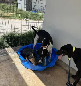Adopt Tsampikos