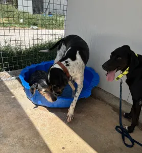 Adopt Tsampikos