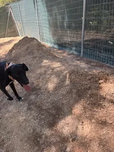 Hund Vafla adoptieren