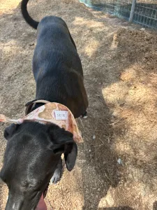 Hund Vafla adoptieren