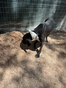 Adopt Kimon