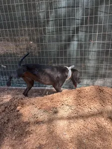 Adopt Kimon