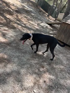 Hund Vafla adoptieren