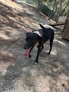 Hund Vafla adoptieren