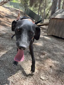 Hund Vafla adoptieren
